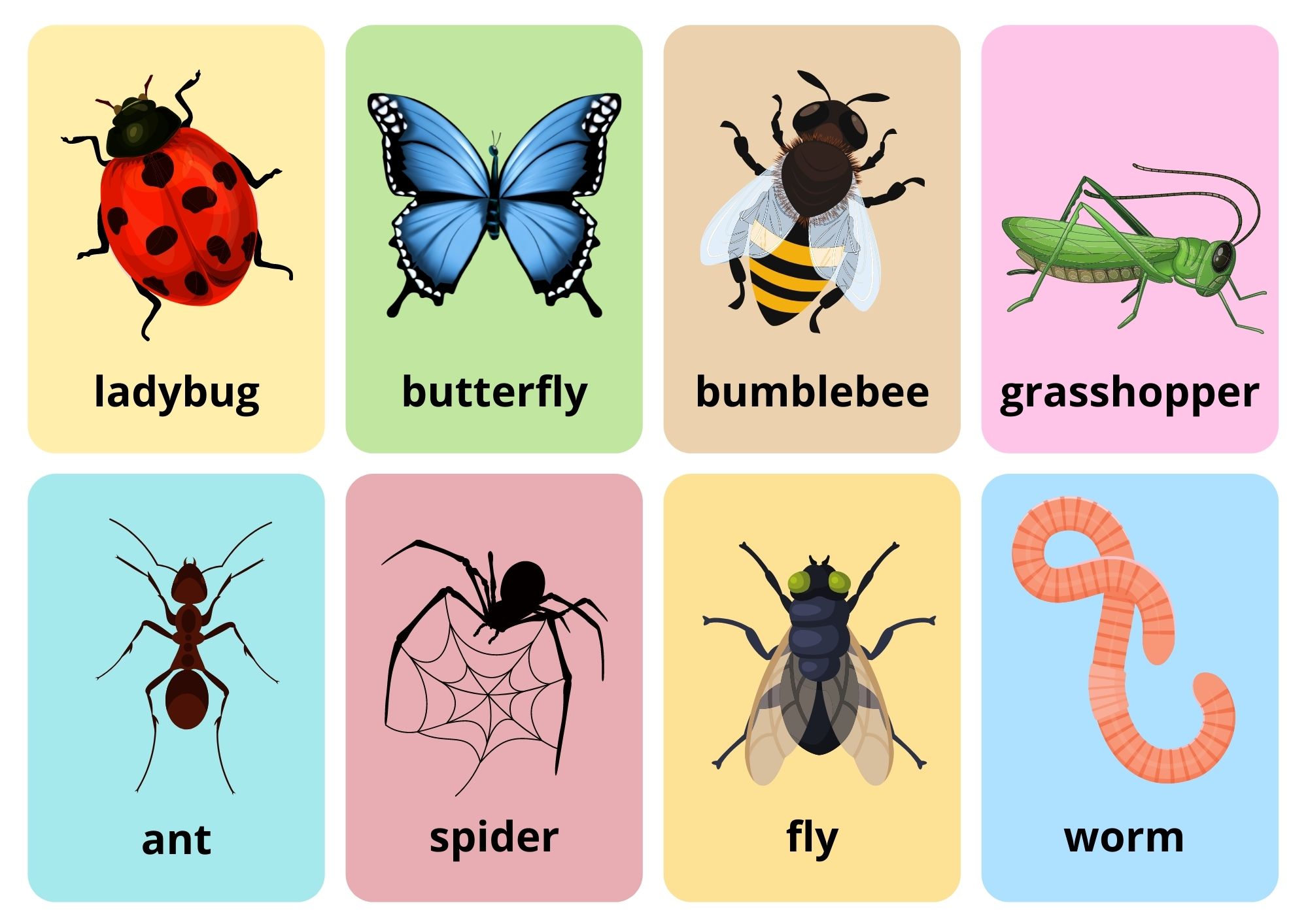 Insects & Bugs Flashcards With Words View Online or Free PDF Download